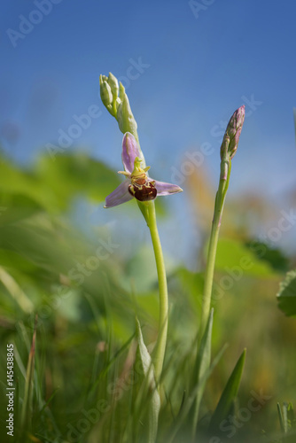 Bienen Ragwurz, ophrys apifera