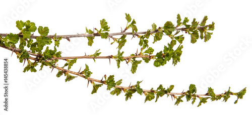 Branches of gooseberry with young green leaves. Isolated on white background