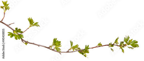 Branches of currant with green leaves. Isolated on white background