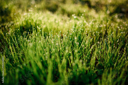 Fresh morning dew on spring grass, natural background - close up
