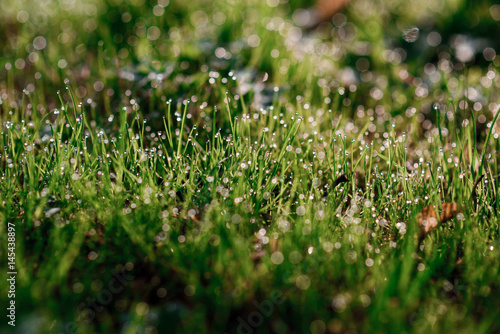 Fresh morning dew on spring grass, natural background - close up