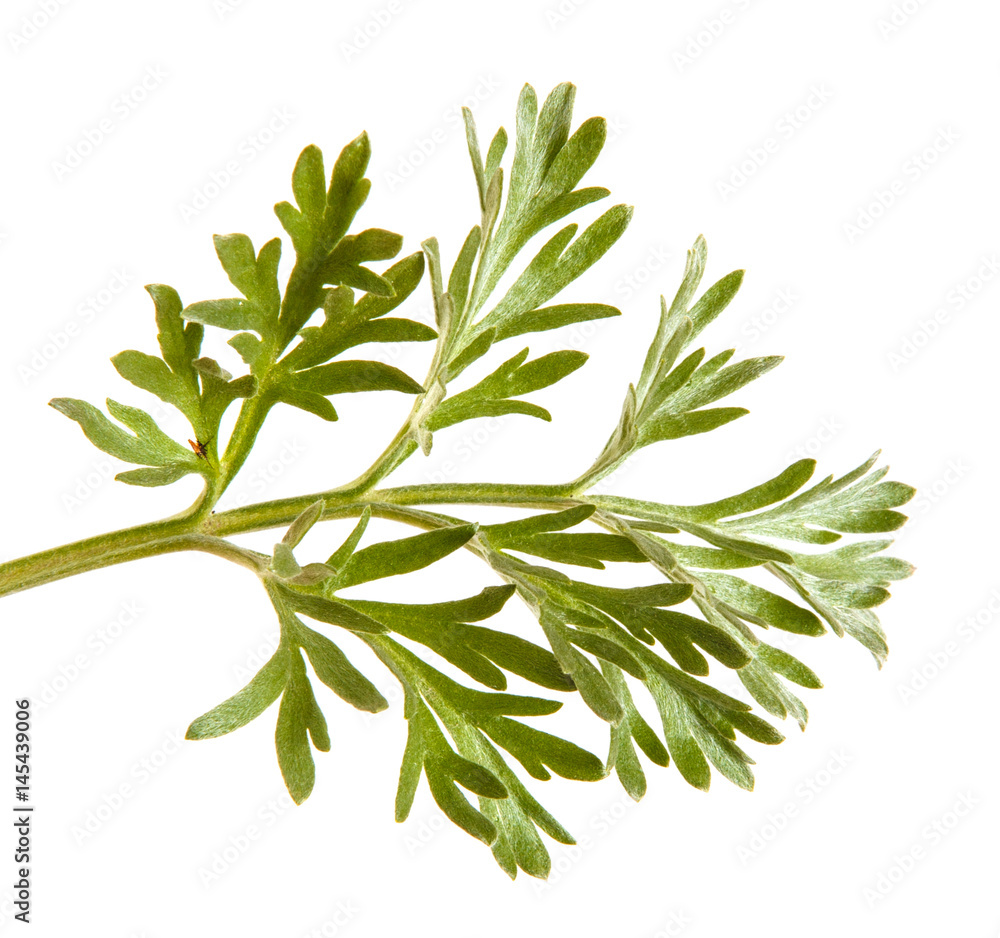 green leaf. Isolated on white background green leaf. Isolated on white background