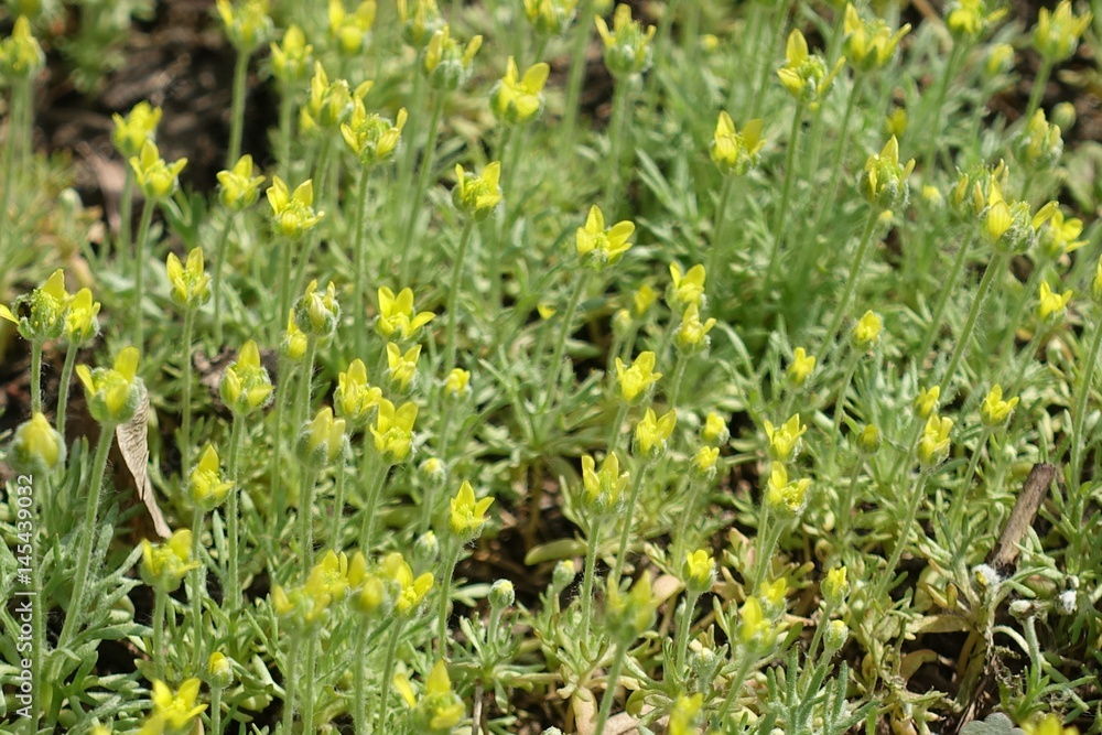 Close up of yellow flowers of Ceratocephala testiculata
