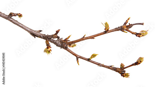 A branch of a pear with blossoming buds. Isolated on white background