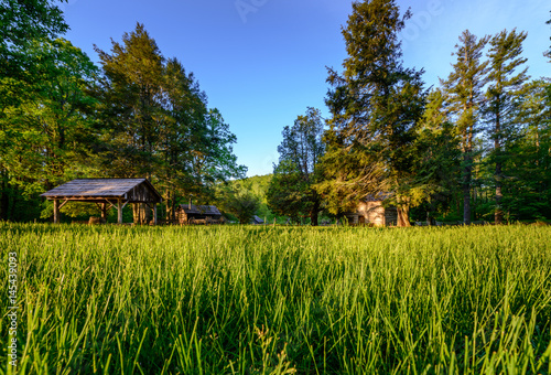 Tall Grass