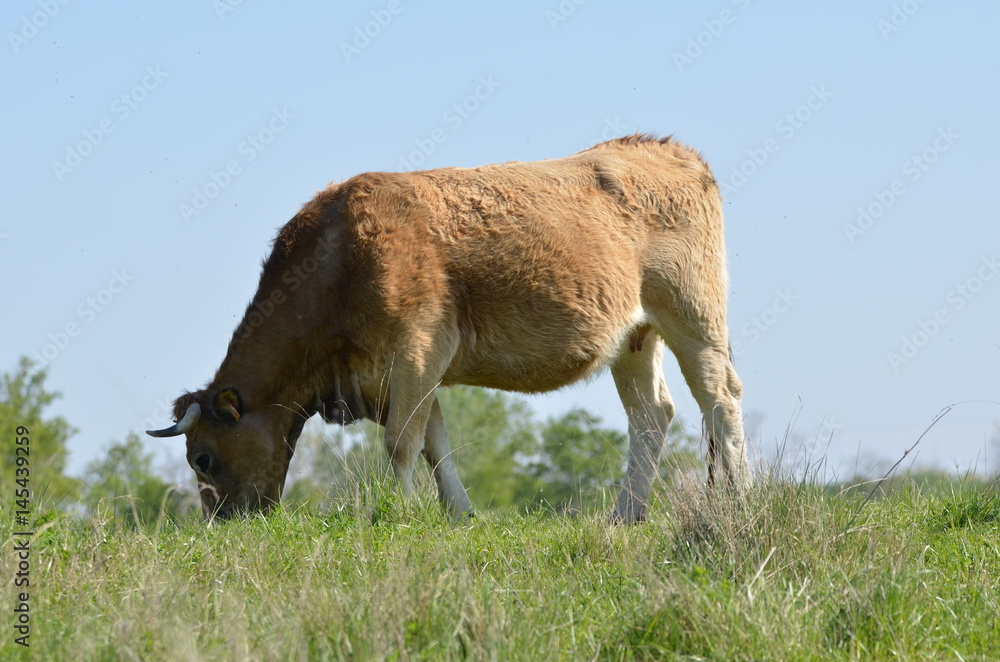 Vache Vache