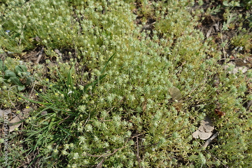 Lots of small Ceratocephala testiculata plants without flowers