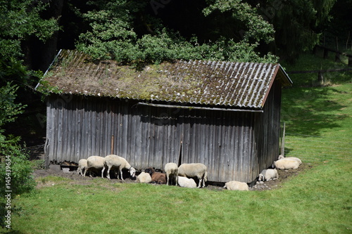 Schafe an einer Hütte photo