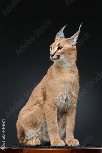 Beautiful caracal lynx over black background © svetography