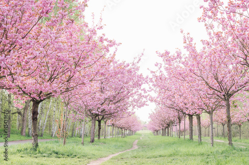 japanese cherry blossoms 