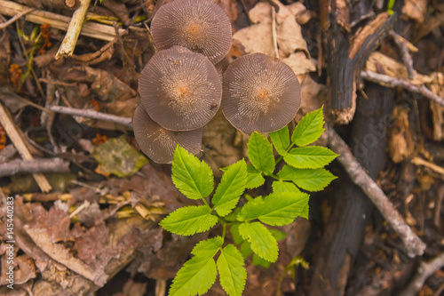 Mushrooms Entoloma Holoconiota in March at Ukraine photo