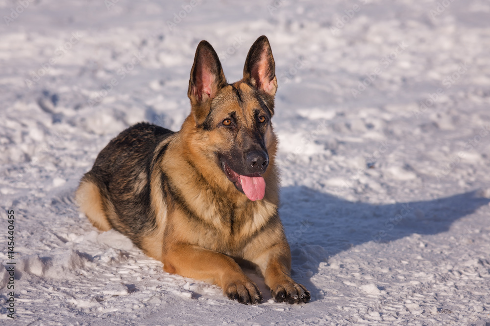Alsatian dog on the frozen lake
