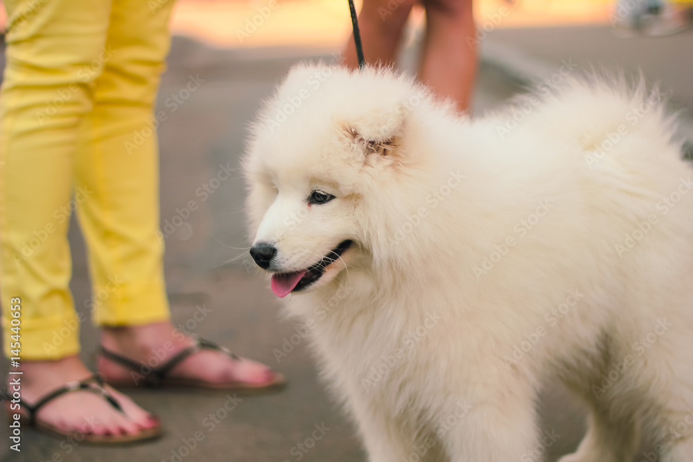 beauty white dog on street happy look