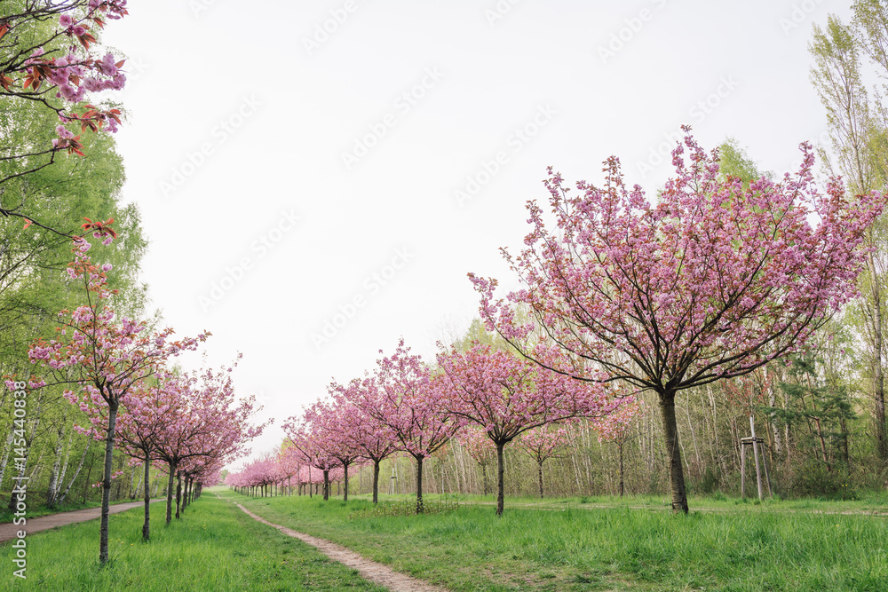 japanese cherry blossoms 