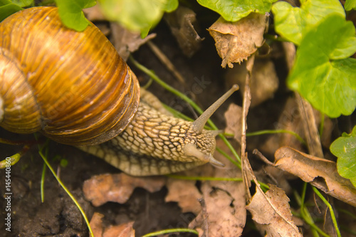 Snail Shell Horns Nature Sunny day