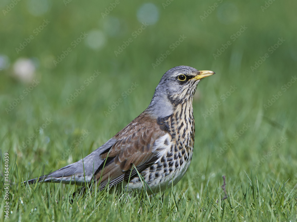 Fototapeta premium Fieldfare (Turdus pilaris)