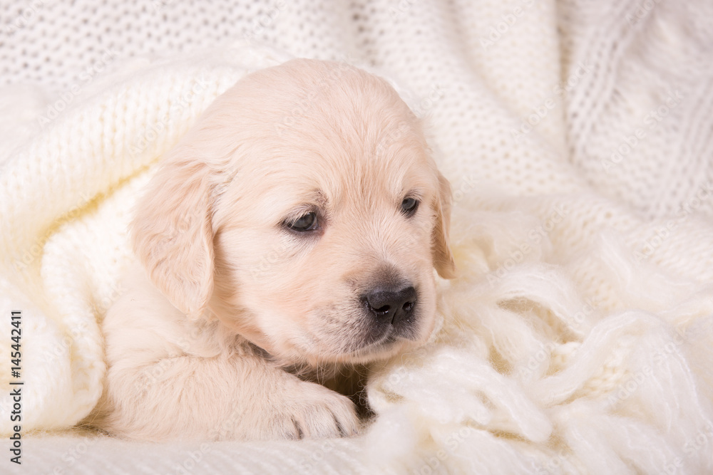 cute little golden retriever puppy in cozy woolen cream blanket Stock Photo  | Adobe Stock