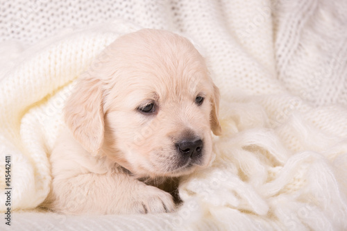 cute little golden retriever puppy in cozy woolen cream blanket