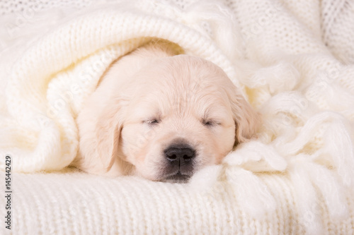 cute little golden retriever puppy sleeping in cozy woolen cream blanket