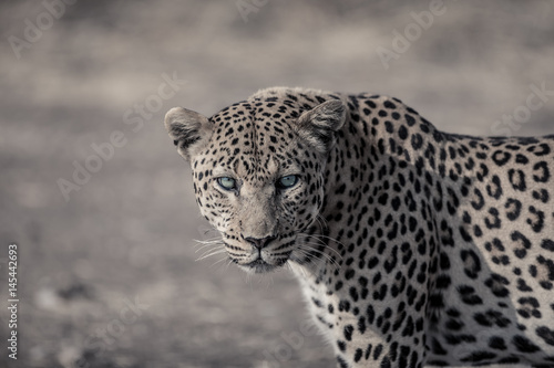 Leopard Close up