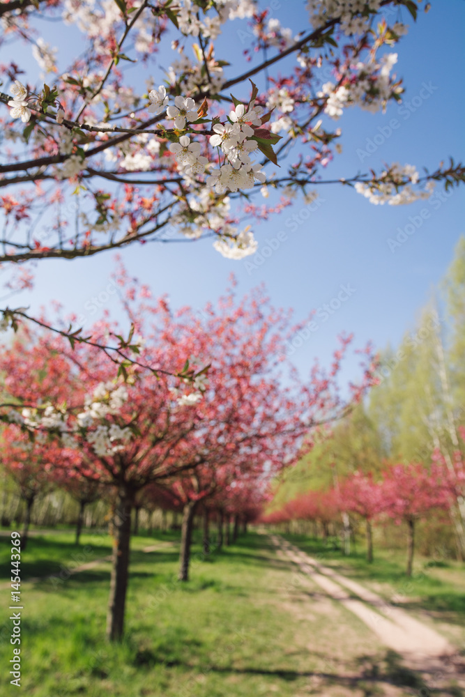 japanese cherry blossoms 