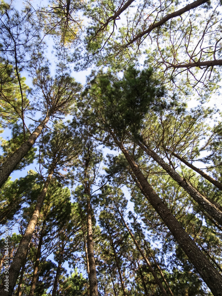Fototapeta premium Looking up to the sunny sky in pine tree park, northern of Thailand