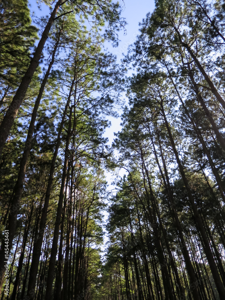 Pine tree row in the pleasant park, northern of Thailand Pine tree row in the pleasant park, northern of Thailand