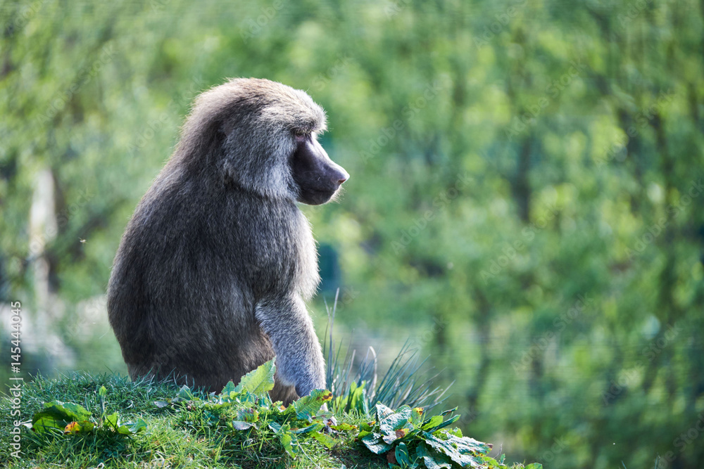 Obraz premium thoughtful baboon