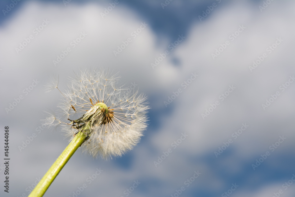 Pusteblume - Löwenzahn vor Himmel mit Wolken im Sommer