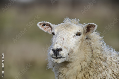 Sheep with long coat grazing on long grass in Winter field