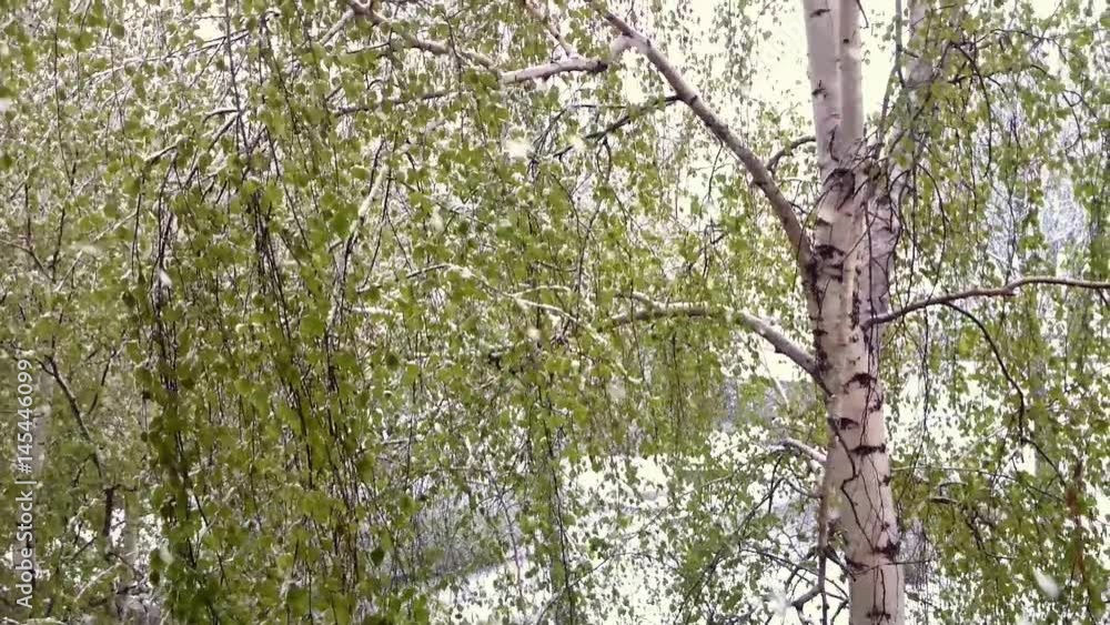 Birches with green leaves under a snowfall. Birches with green leaves under a snowfall.