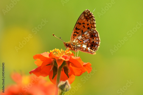 Butterfly pollinate a red flower