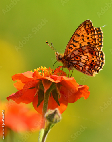 Butterfly pollinate a red flower