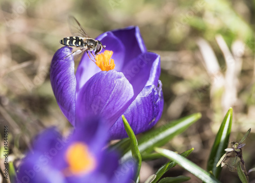 A bee collects nectar on crocus photo