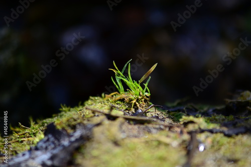 Gree grass macro © Victoria Meyo