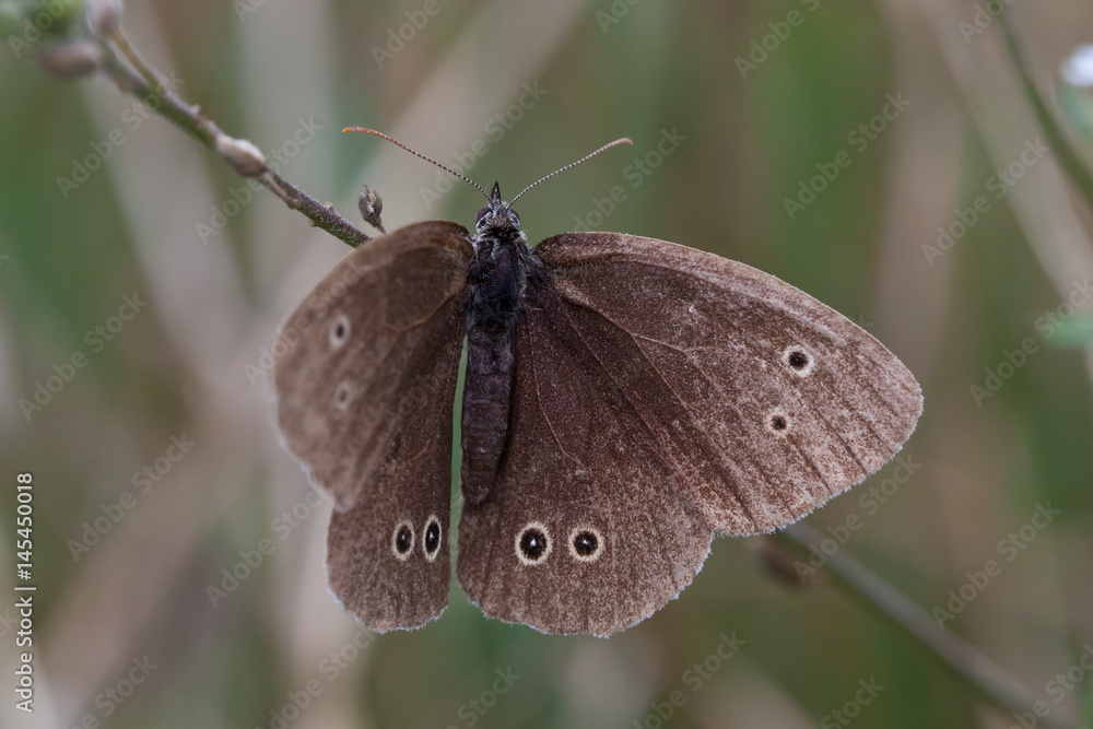 Fototapeta premium Brauner Waldvogel