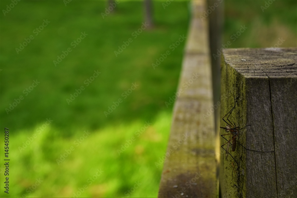 nature nature
