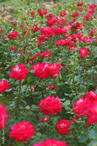 Fild of red roses in the garden. Natural background