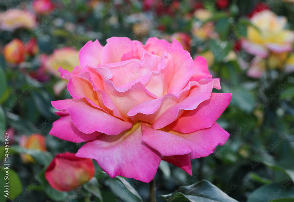Pink Rose big flower. Macro. Bokeh. Natural background