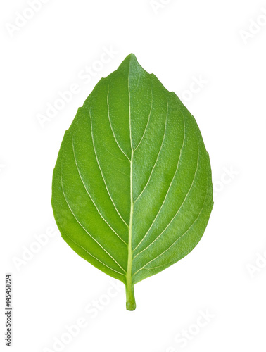 basil leaves on white background