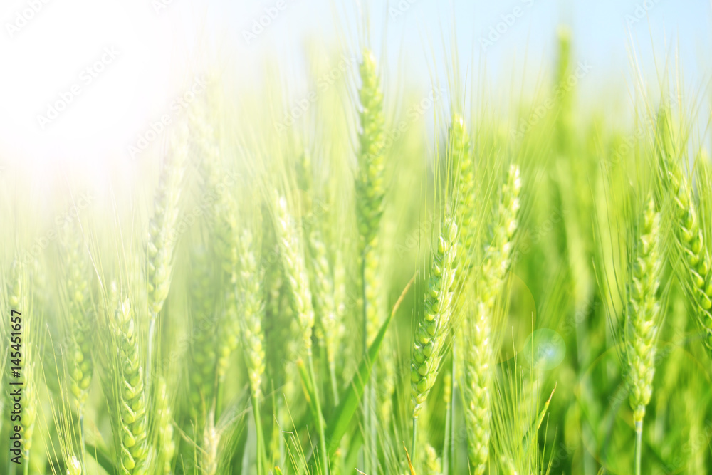Green wheat detail Green wheat detail