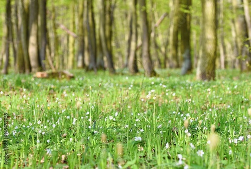 Fototapeta Naklejka Na Ścianę i Meble -  Beautiful green forest in springtime. Nature background with the sun.