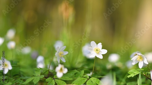 Spring white flowers in the grass Anemone (Isopyrum thalictroides)