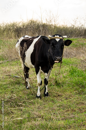 Cow on the pasture