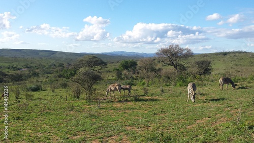 zebras in south africn savannah