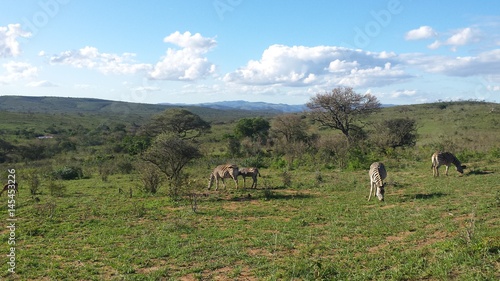 zebras in south africn savannah photo