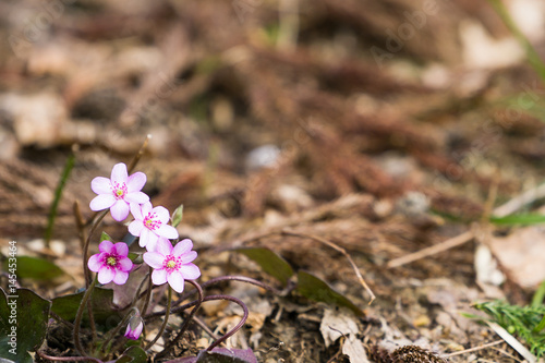 雪割草の花