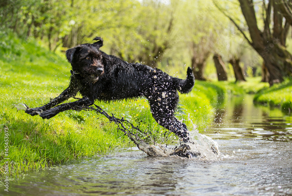 Фотография Black mutt dog jumping across stream.