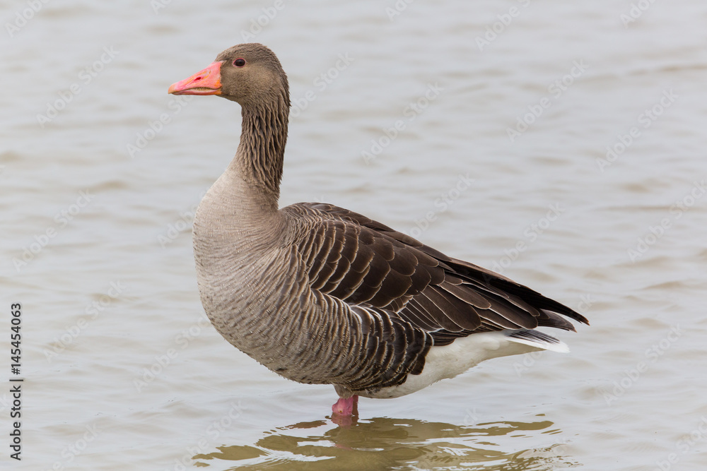 portrait of standing gray goose (anser anser) in water portrait of standing gray goose (anser anser) in water