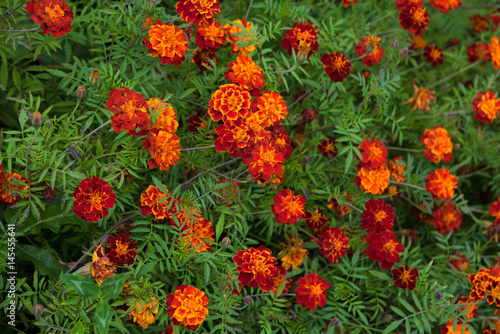 GrowingTagetes Marigold patula flower © lumikk555